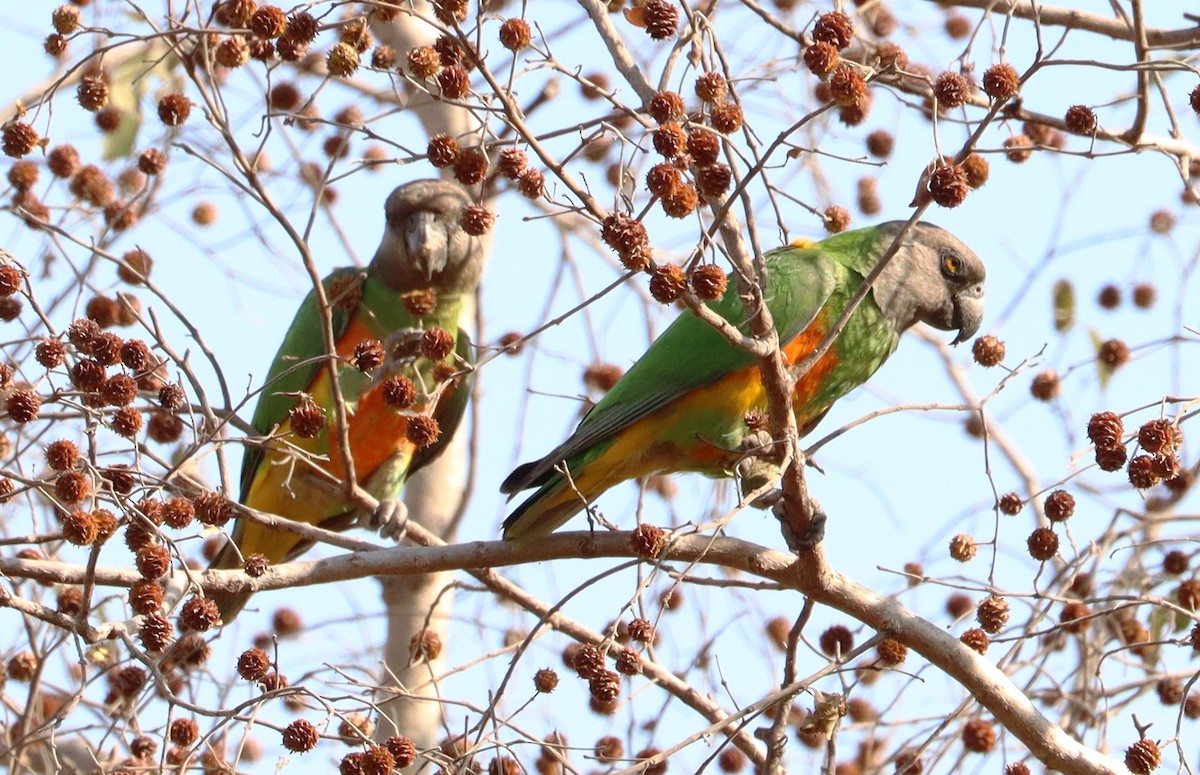 Senegal Parrot - ML647688358