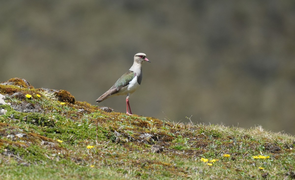 Andean Lapwing - ML647688359