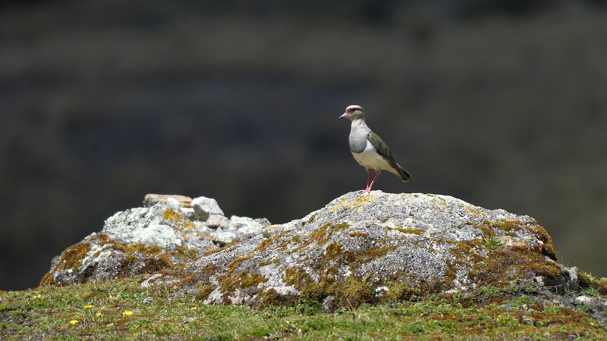 Andean Lapwing - ML647688360