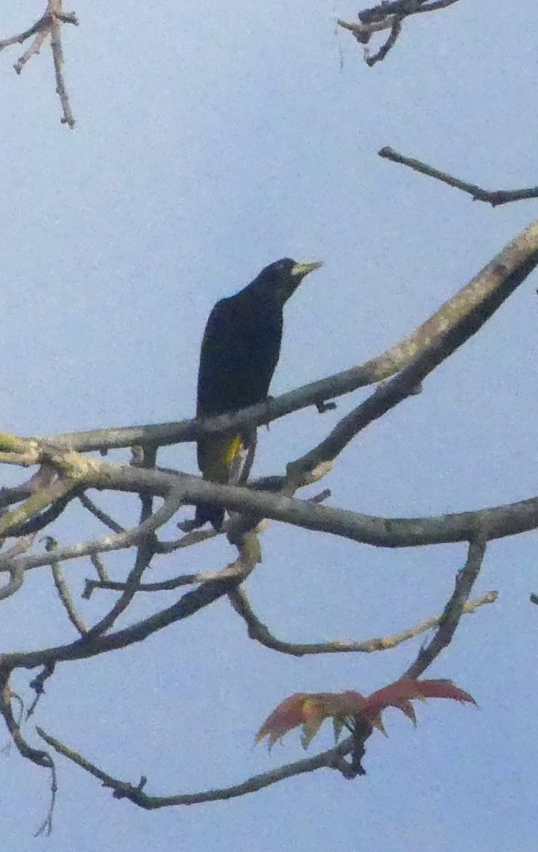 Yellow-rumped Cacique - ML647688361
