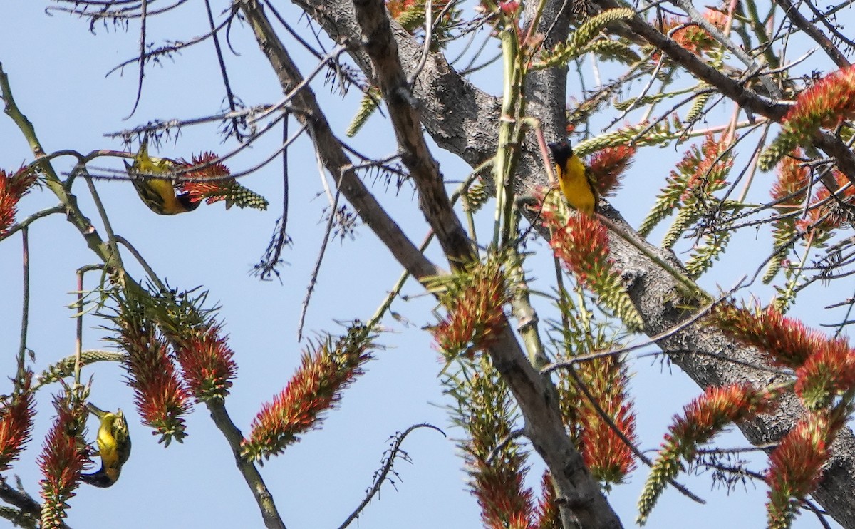 Village Weaver - ML647688362
