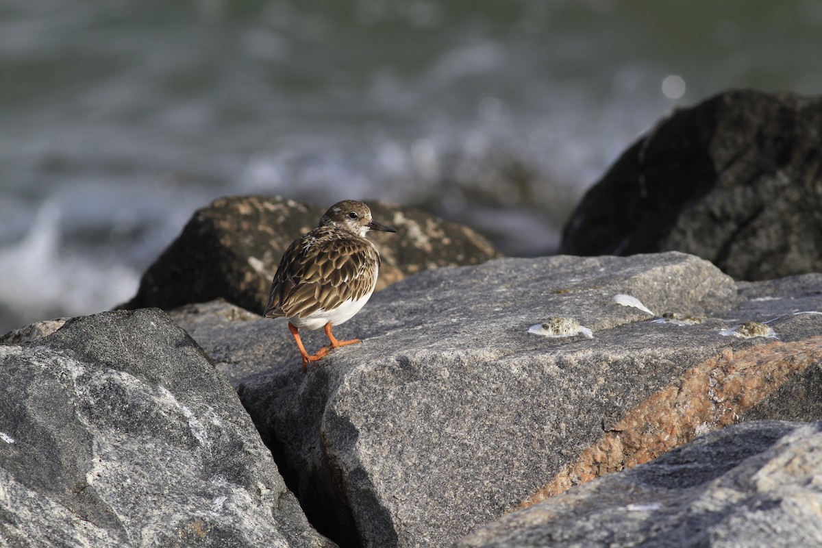 Ruddy Turnstone - ML647688363