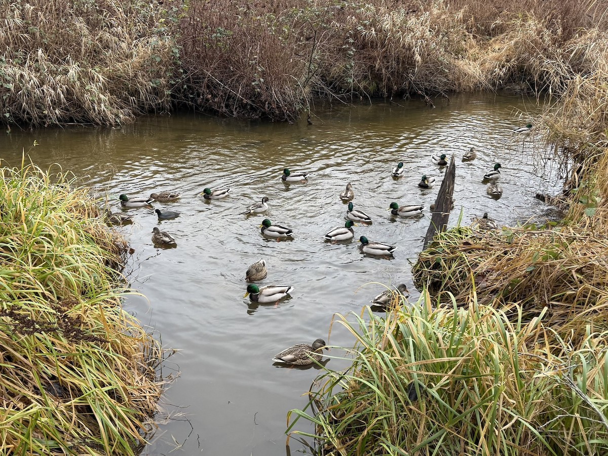 Mallard - ML647688364