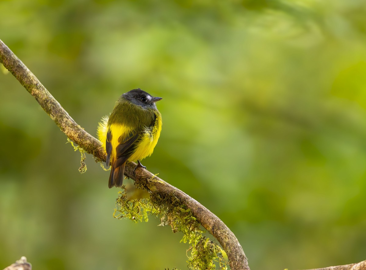 Ornate Flycatcher (Western) - ML647688365
