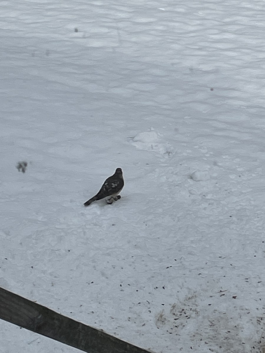 Merlin - ML647688366