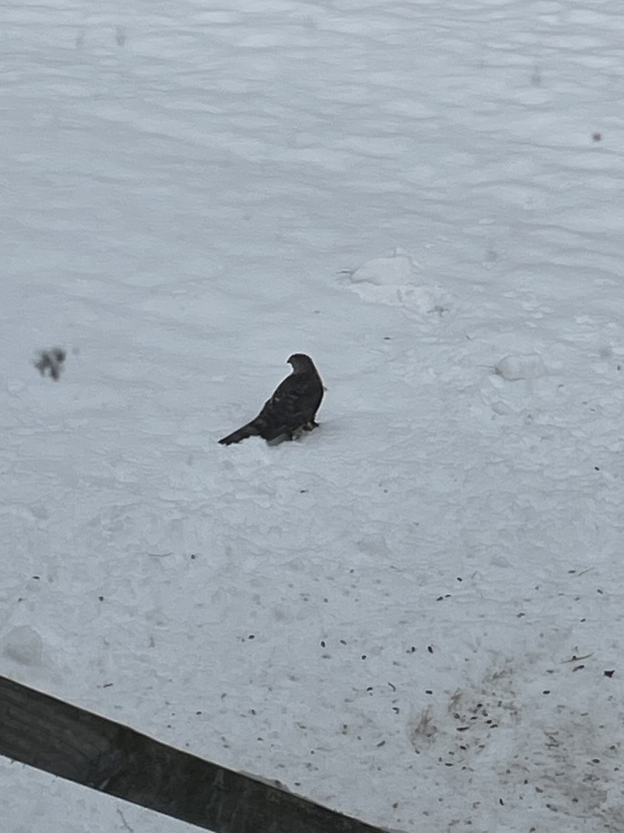 Merlin - ML647688367