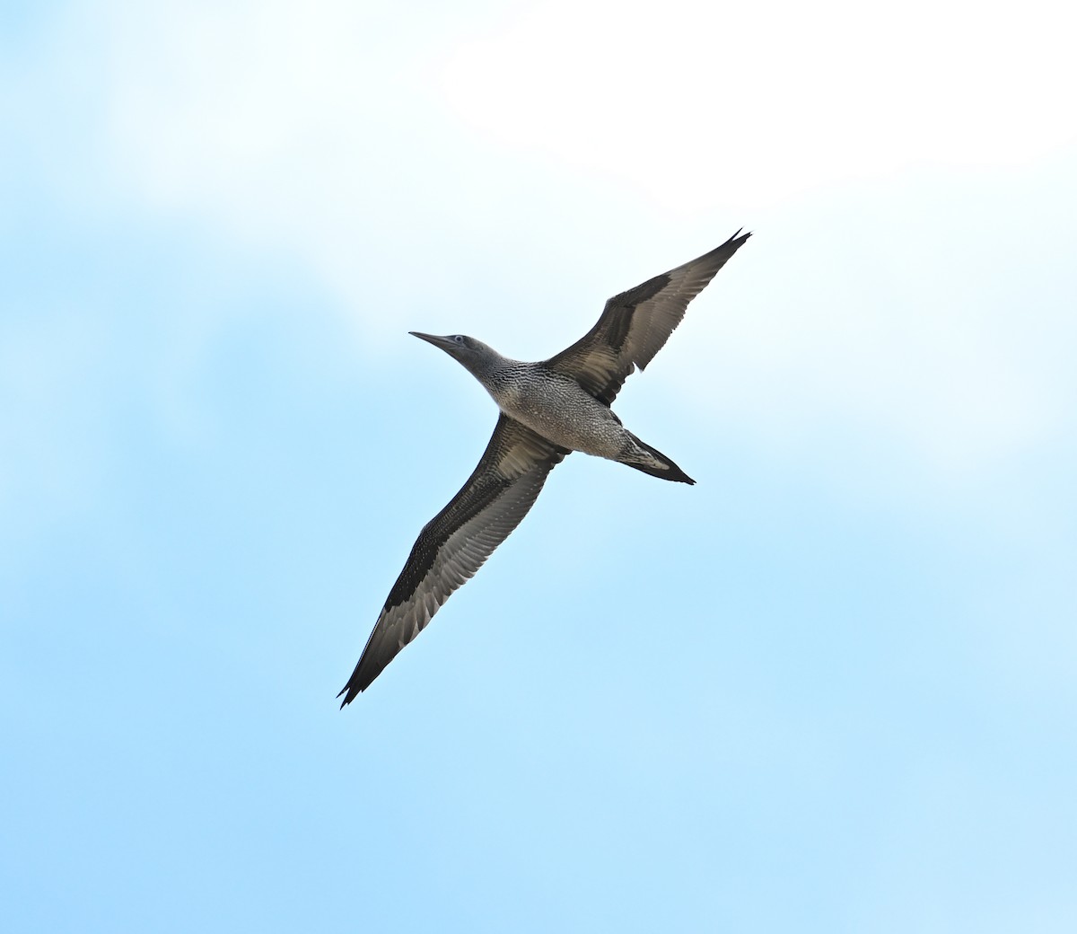 Alcatraz Atlántico - ML647688370