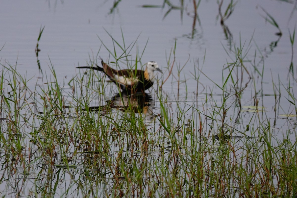 fasanbladhøne - ML647688384