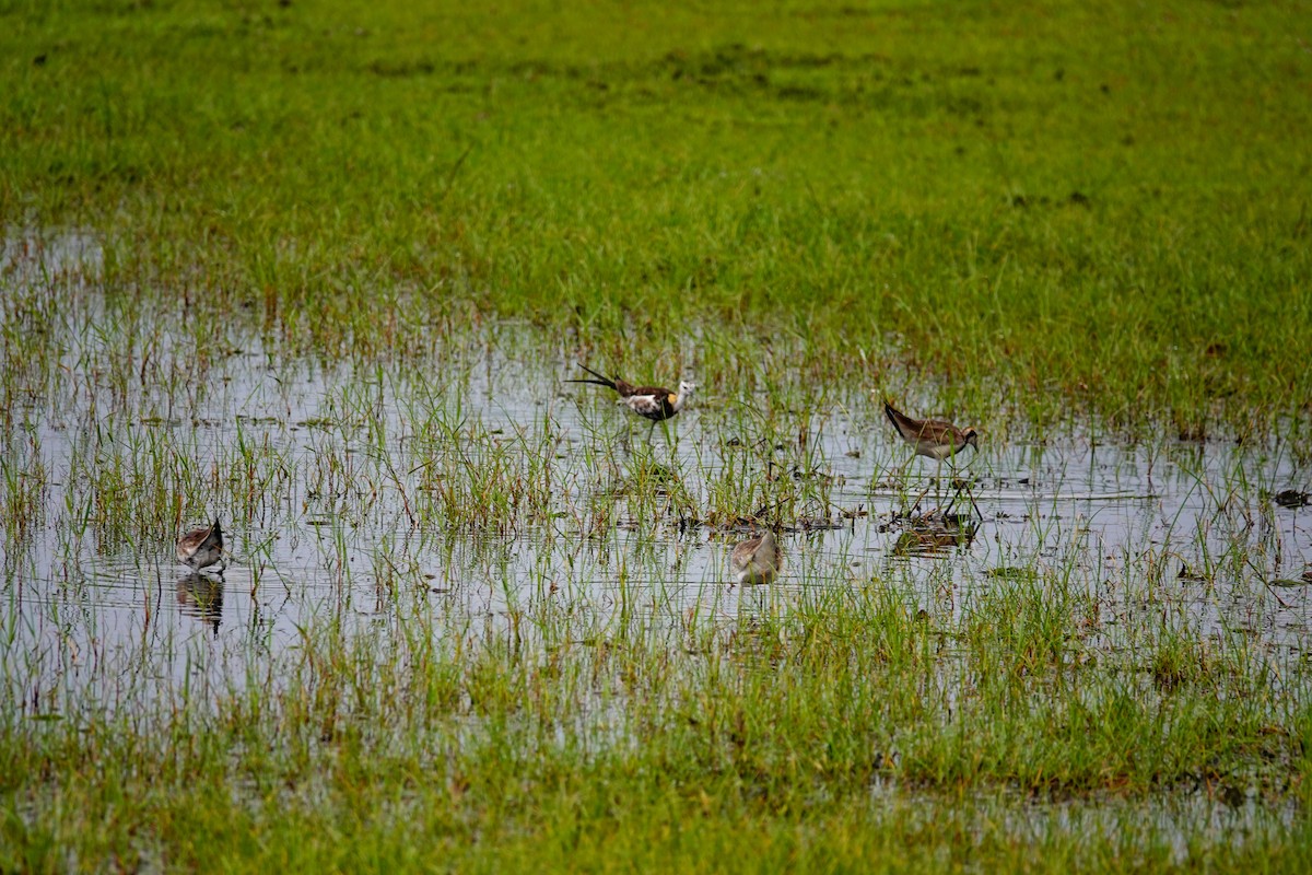 fasanbladhøne - ML647688385