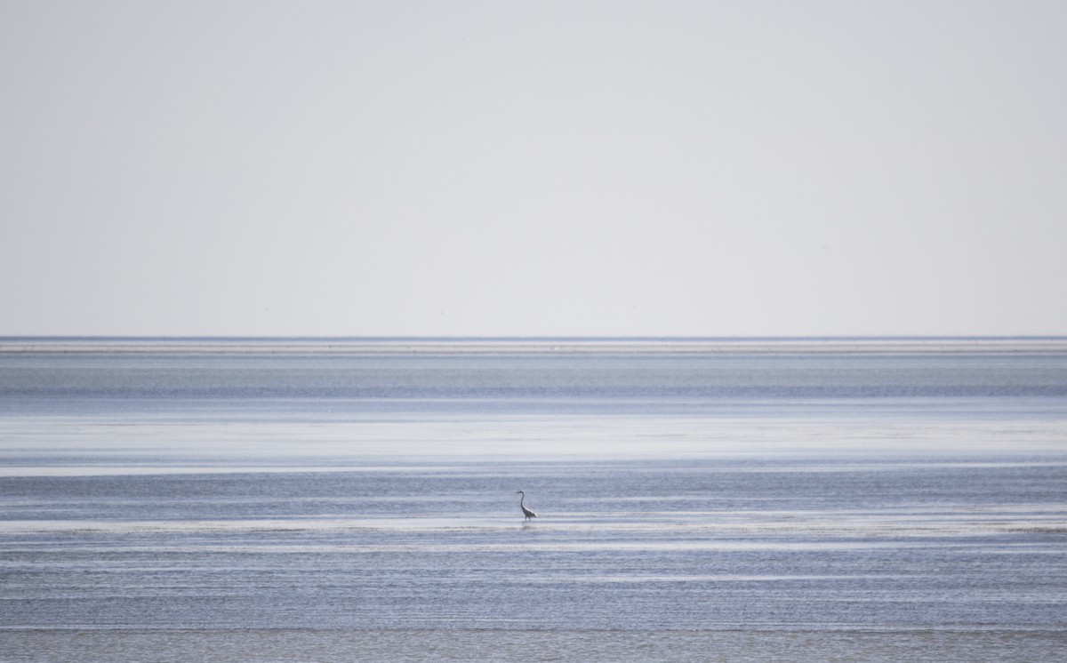 Garceta Grande - ML647688390