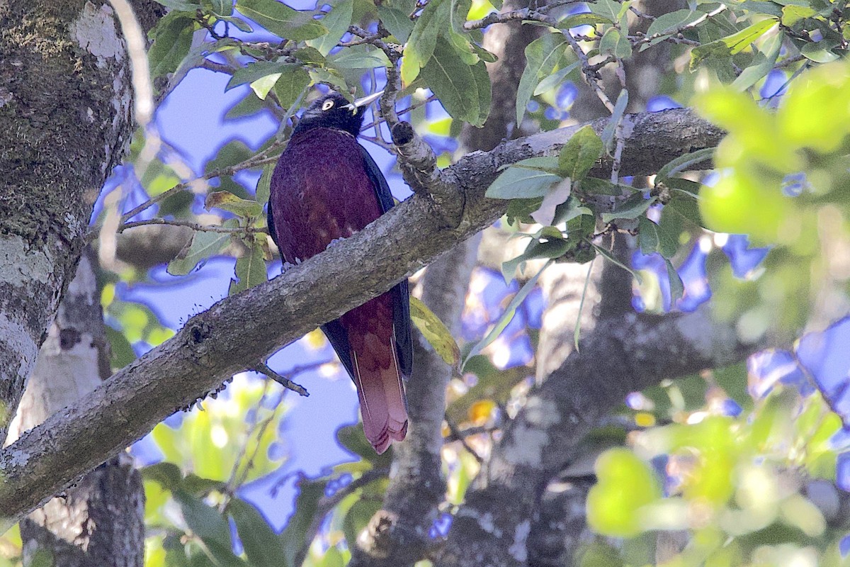 ヒゴロモ - ML647688428