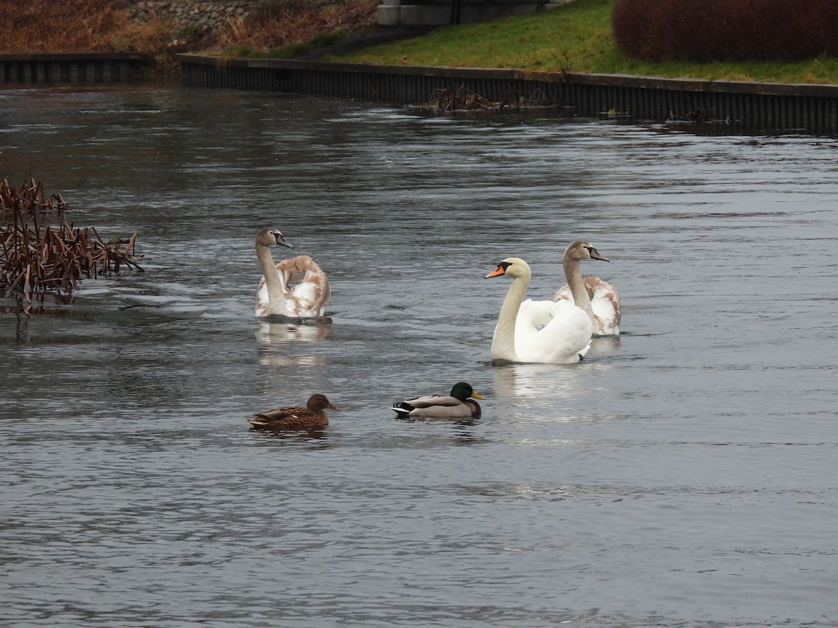 Лебідь-шипун - ML647688456