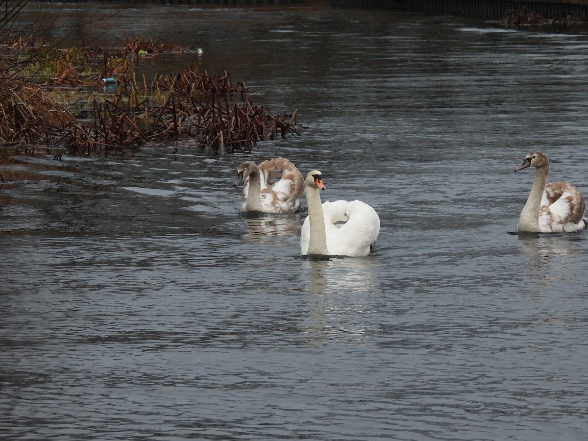 Лебідь-шипун - ML647688457