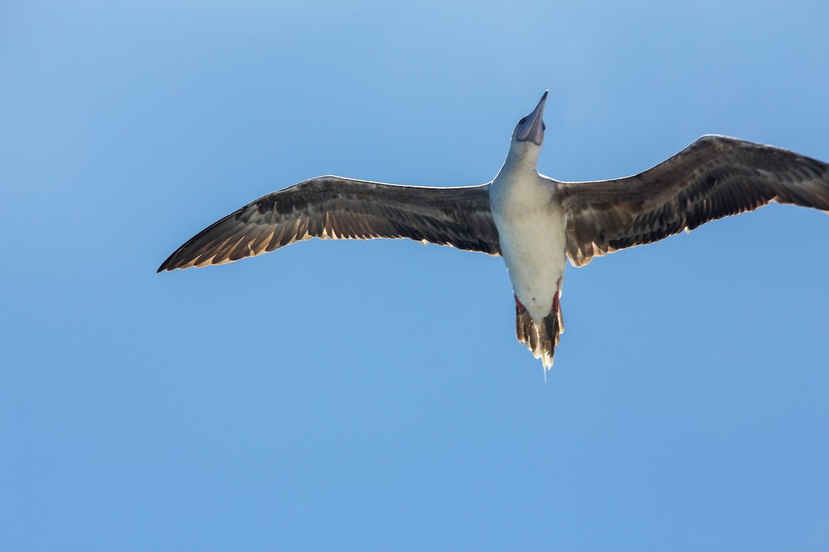 Red-footed Booby - ML647688460
