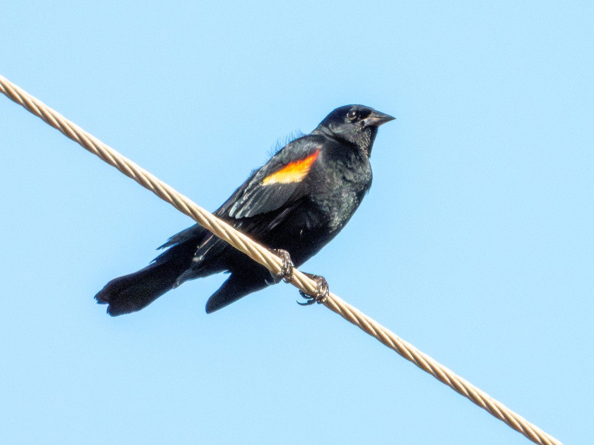 Red-winged Blackbird - ML647688473
