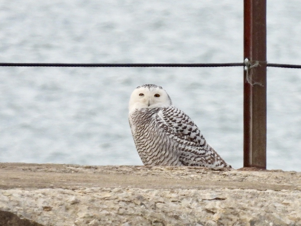 לילית שלג - ML647688487