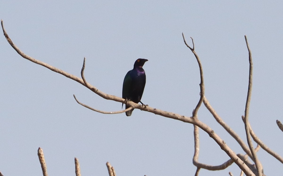 Choucador pourpré - ML647688492