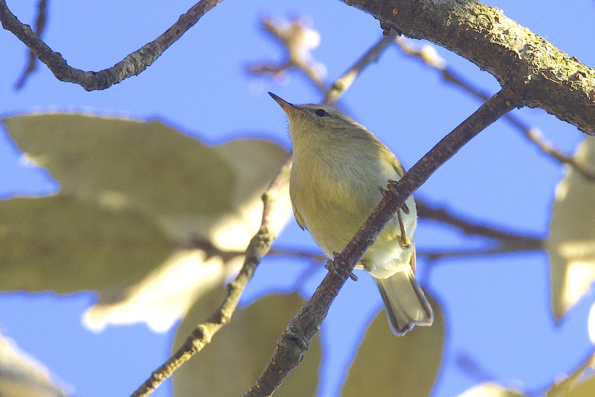 Goldbinden-Laubsänger - ML647688501