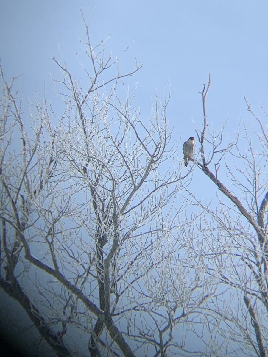 Peregrine Falcon - ML647688502