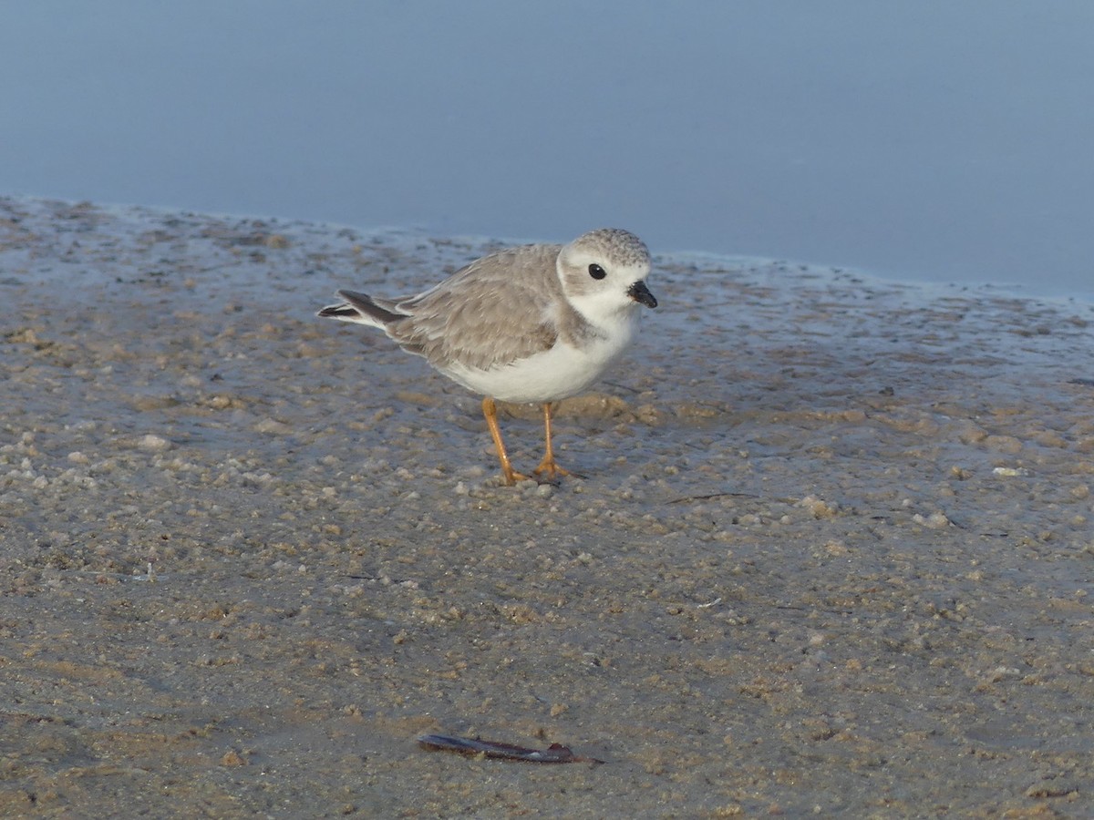 Piping Plover - ML647688517