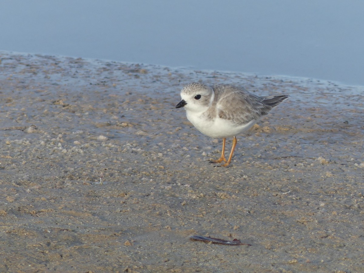 Piping Plover - ML647688521