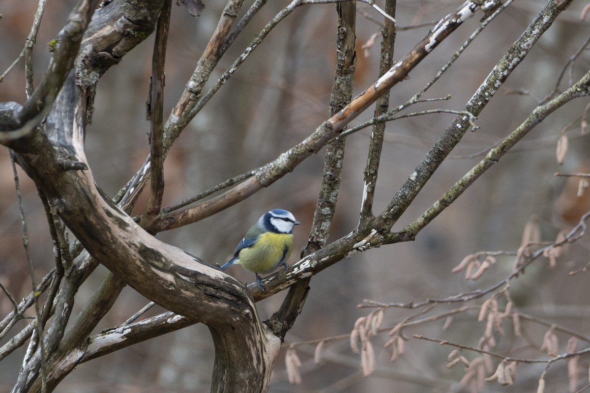 Herrerillo Común - ML647688526