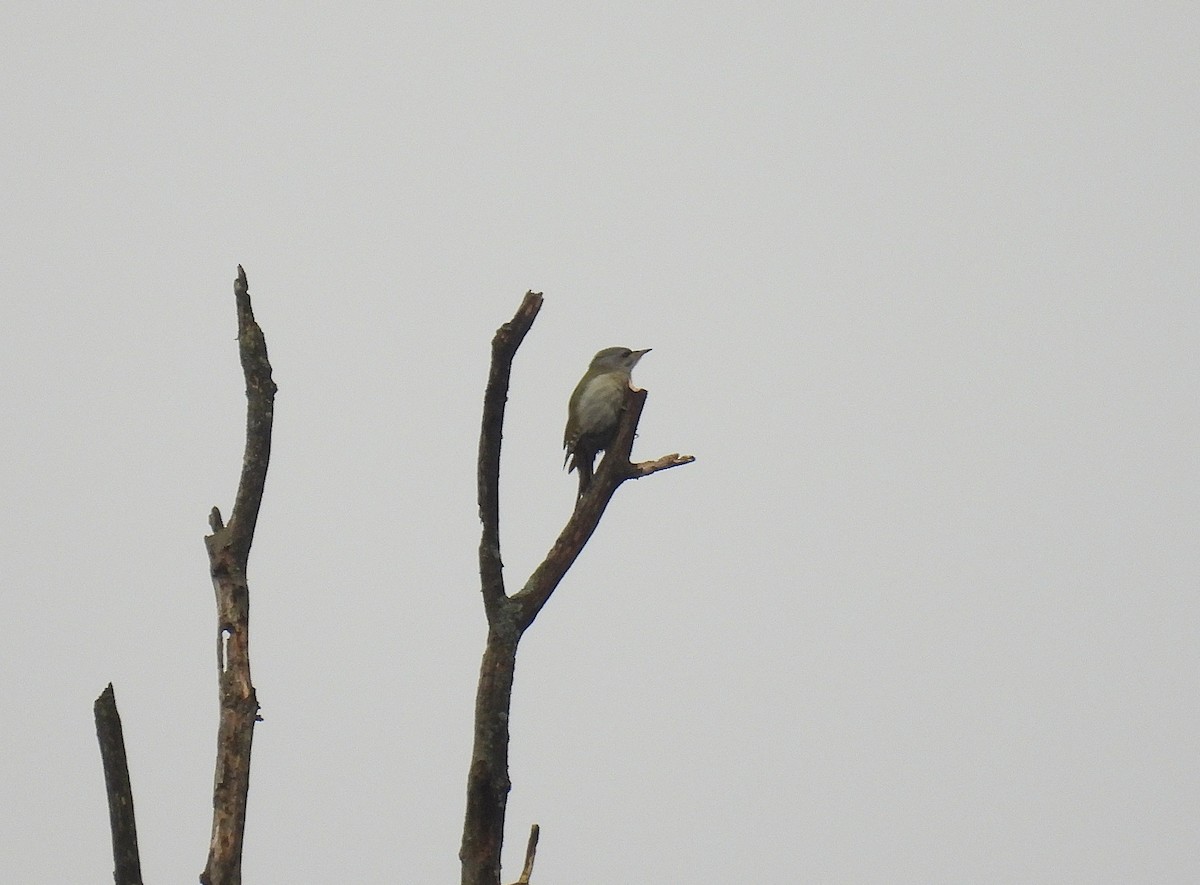 Pic cendré - ML647688539