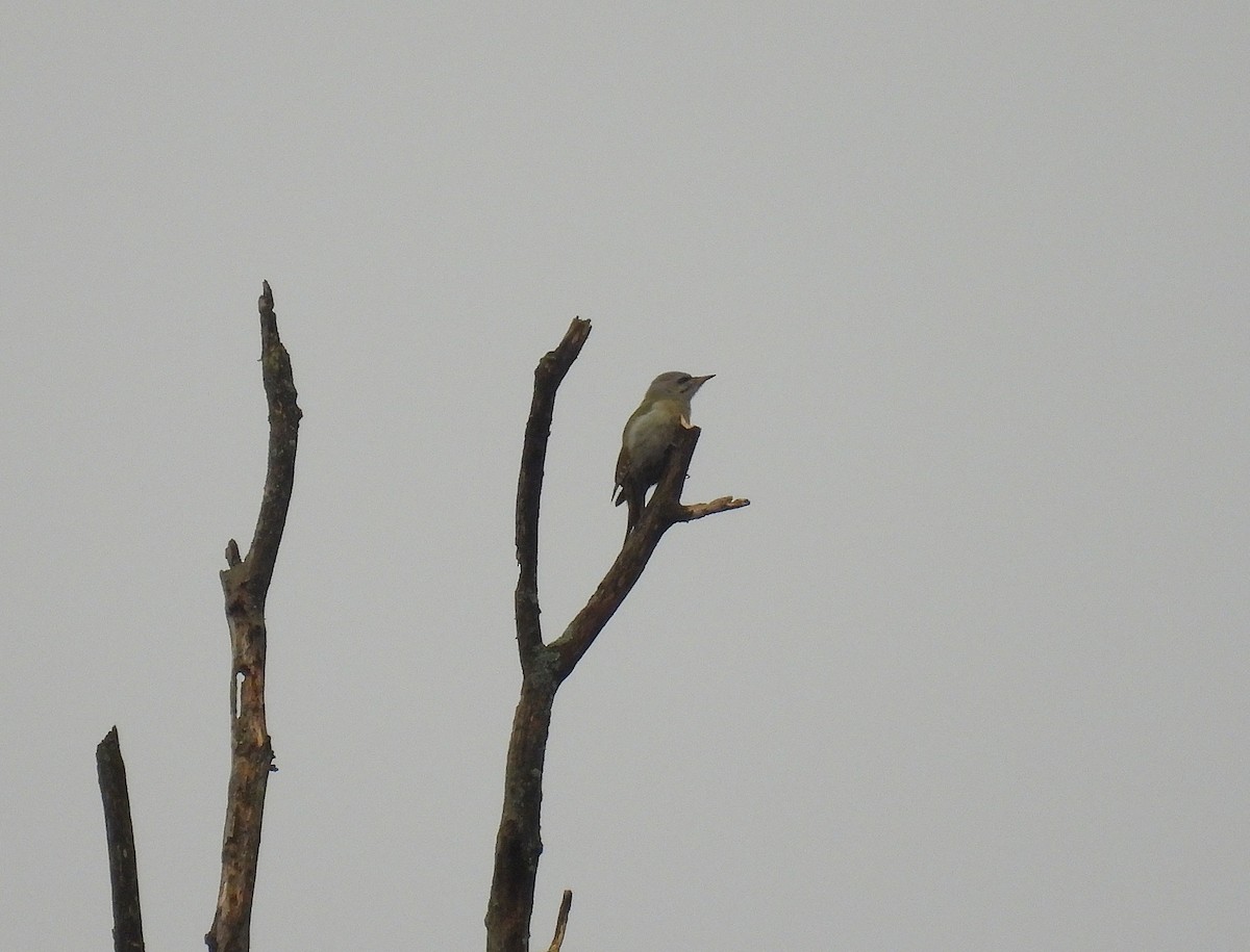 Pic cendré - ML647688540