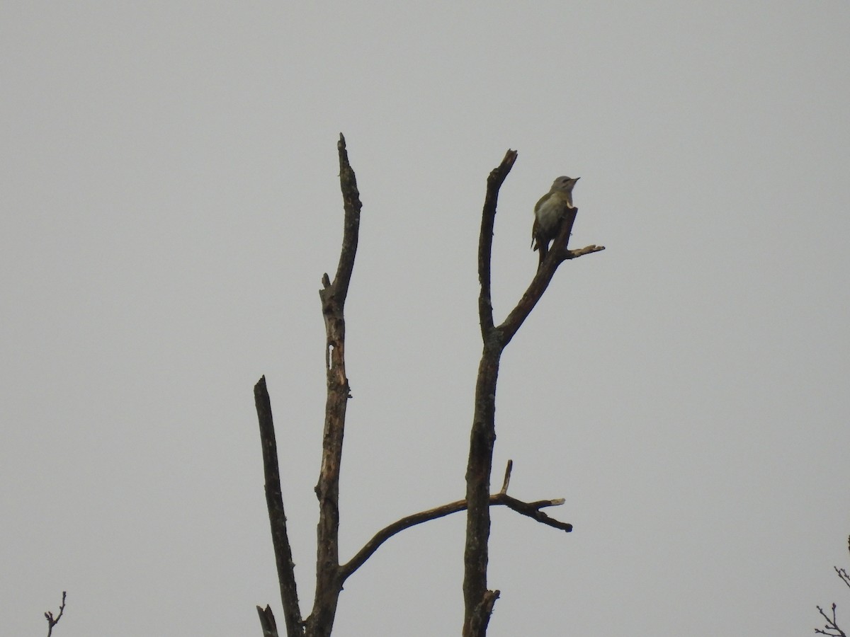 Pic cendré - ML647688541