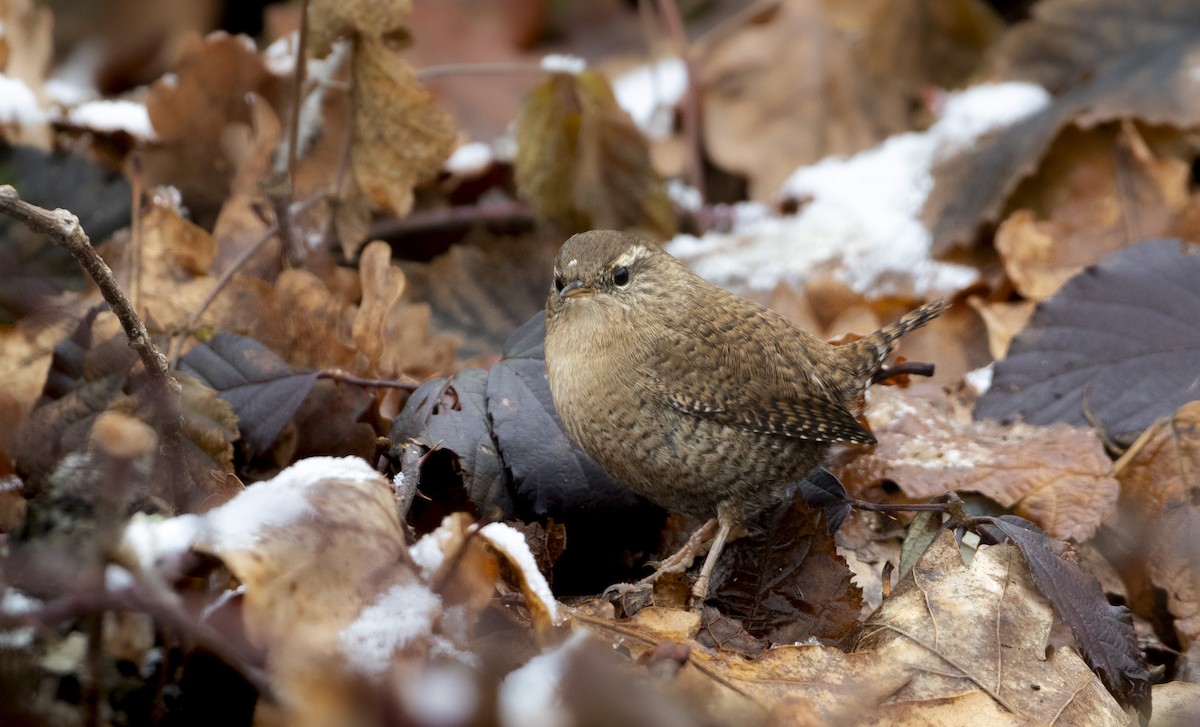 ミソサザイ - ML647688564