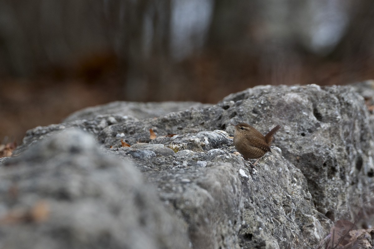 ミソサザイ - ML647688565