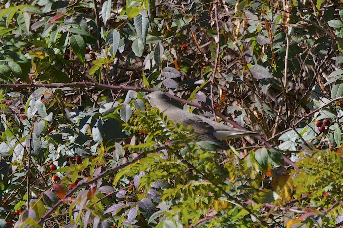 קיכלי שחור-גרון - ML647688603
