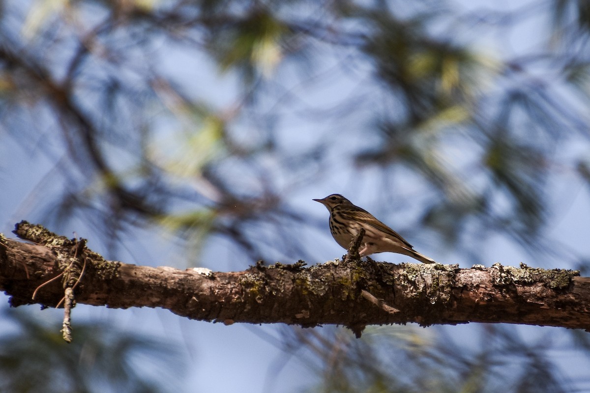 פפיון זיתי - ML647688604