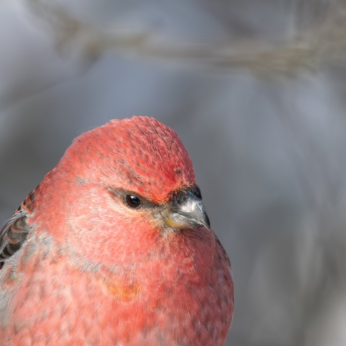 פתיאלי אורנים - ML647688605