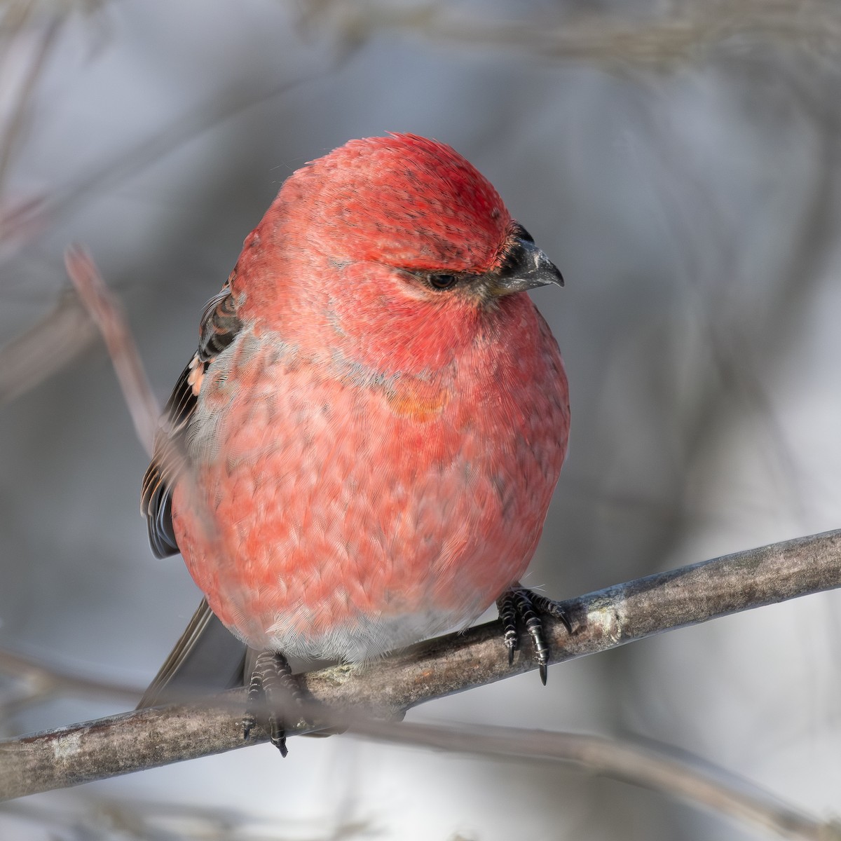 פתיאלי אורנים - ML647688606
