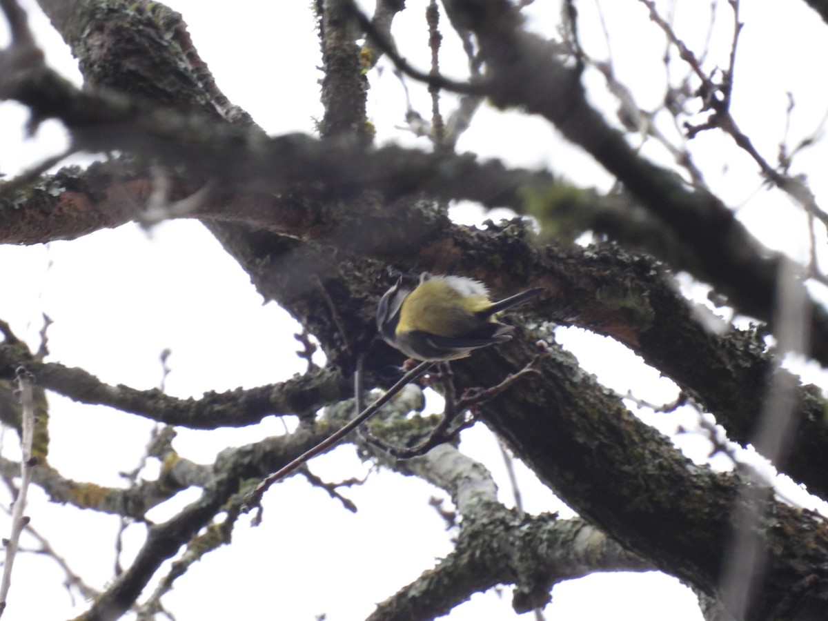 ירגזי כחול - ML647688608