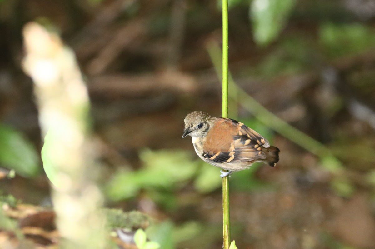 Spotted Antbird - ML647688610