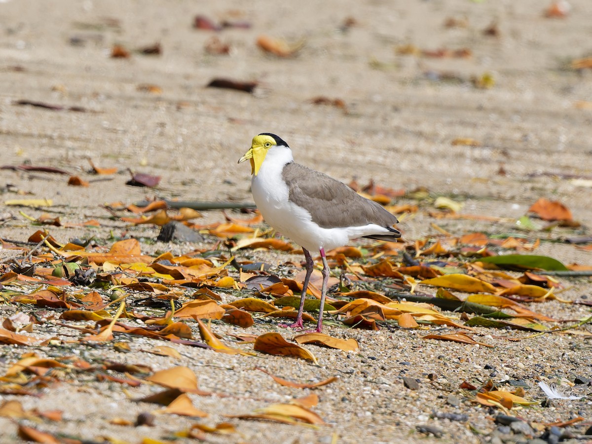 Masked Lapwing (Masked) - ML647688611