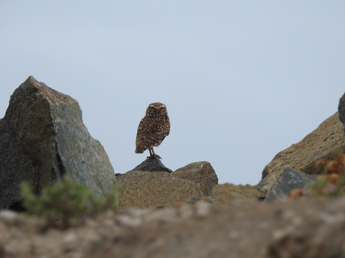 Burrowing Owl - ML647688612