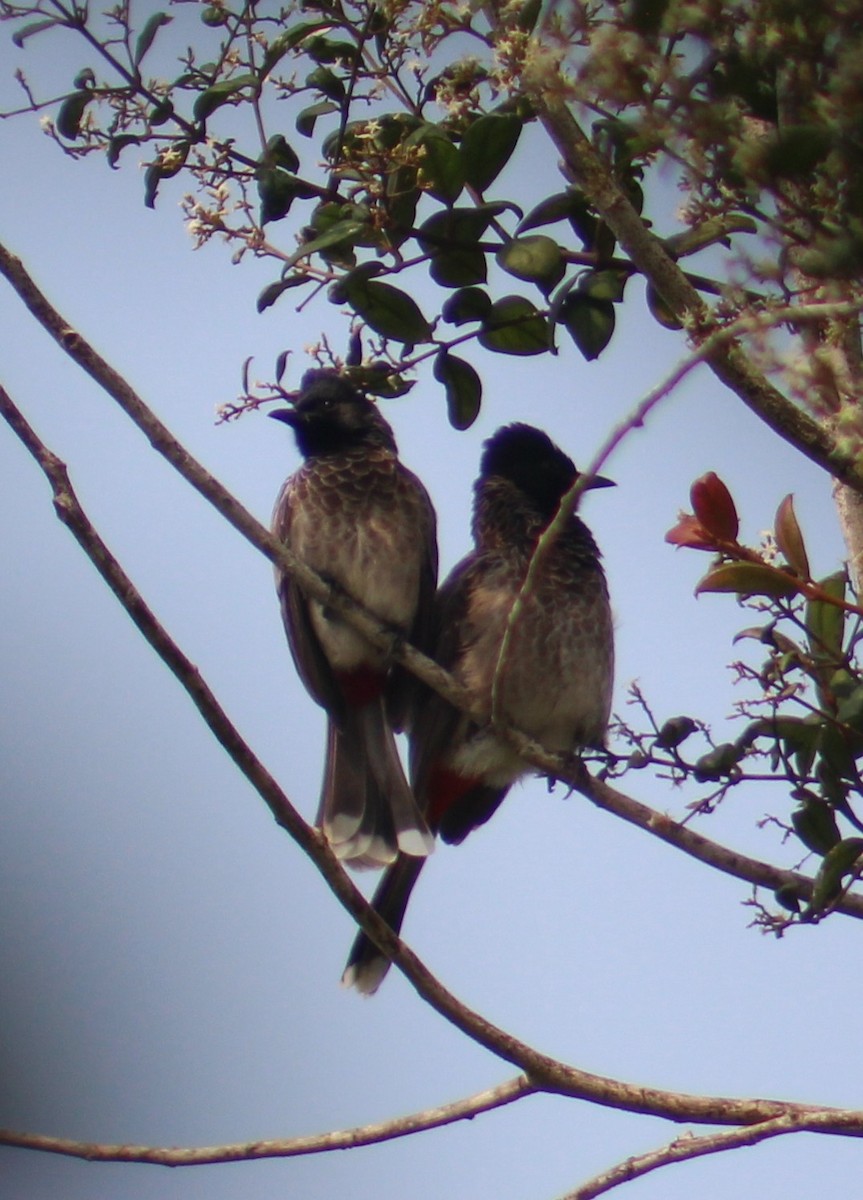 בולבול אדום-שת - ML647688616