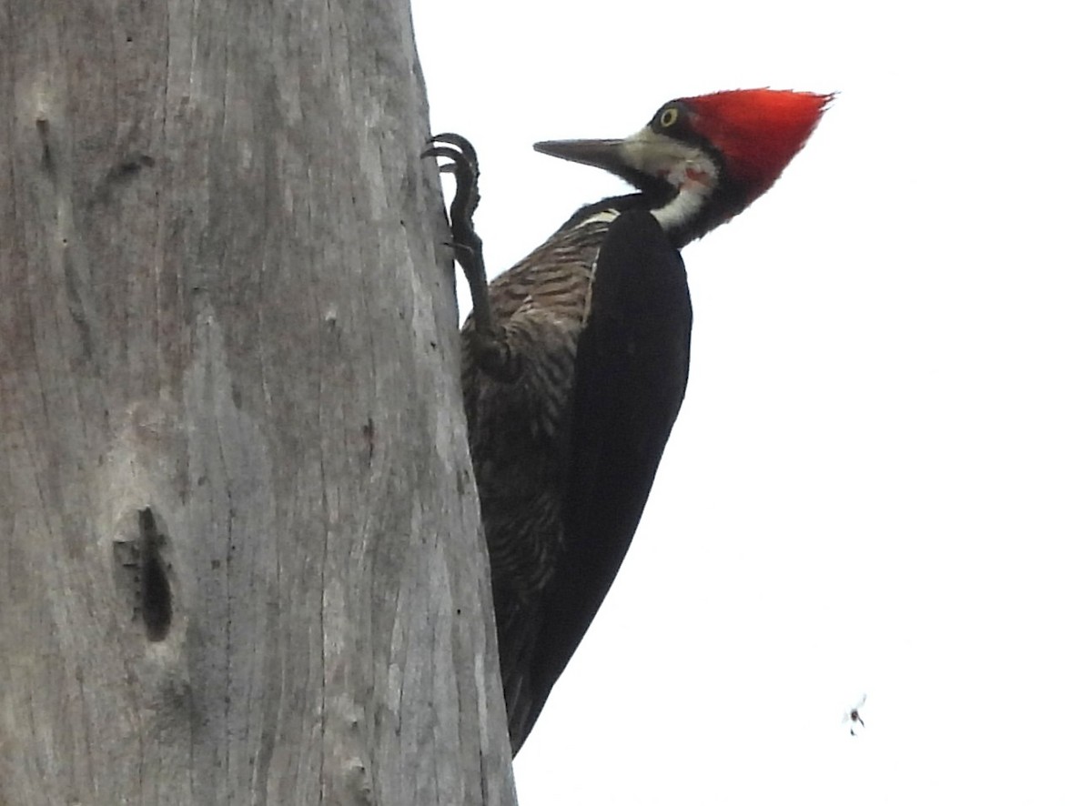 Crimson-crested Woodpecker - ML647688617