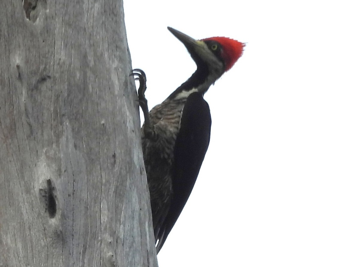 Crimson-crested Woodpecker - ML647688618