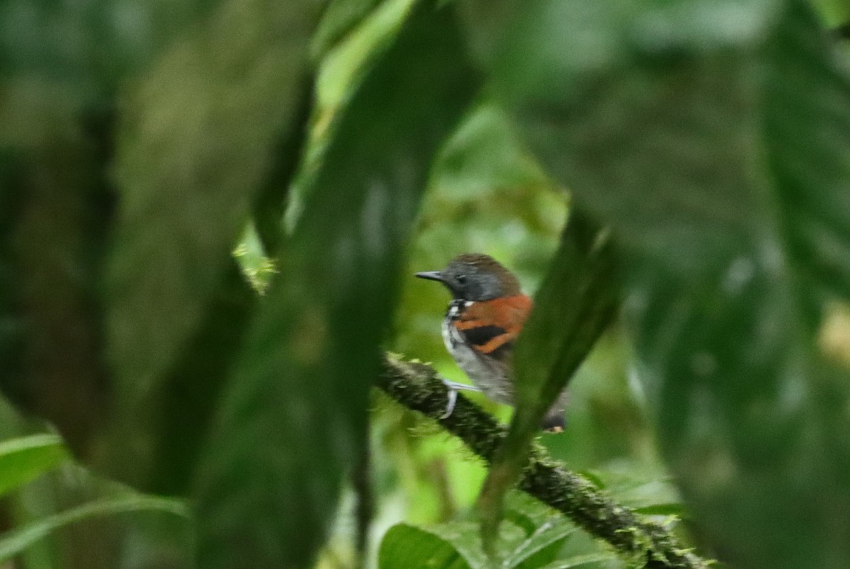 Spotted Antbird - ML647688619