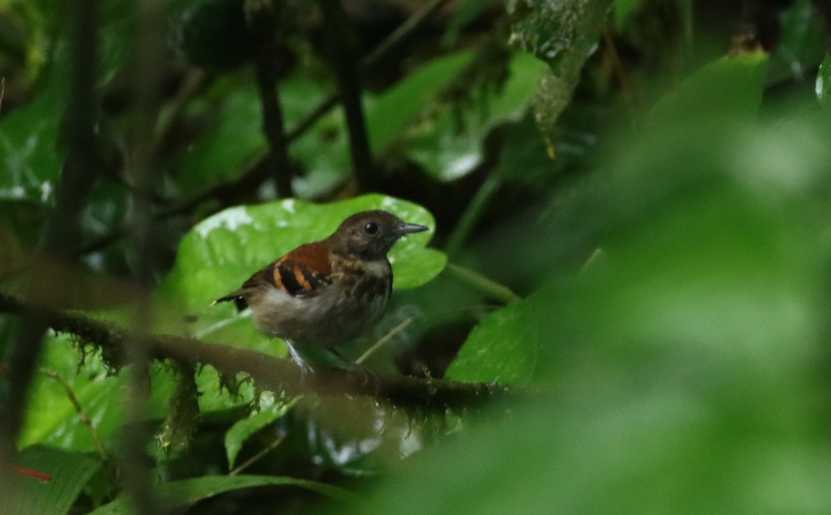 Spotted Antbird - ML647688620