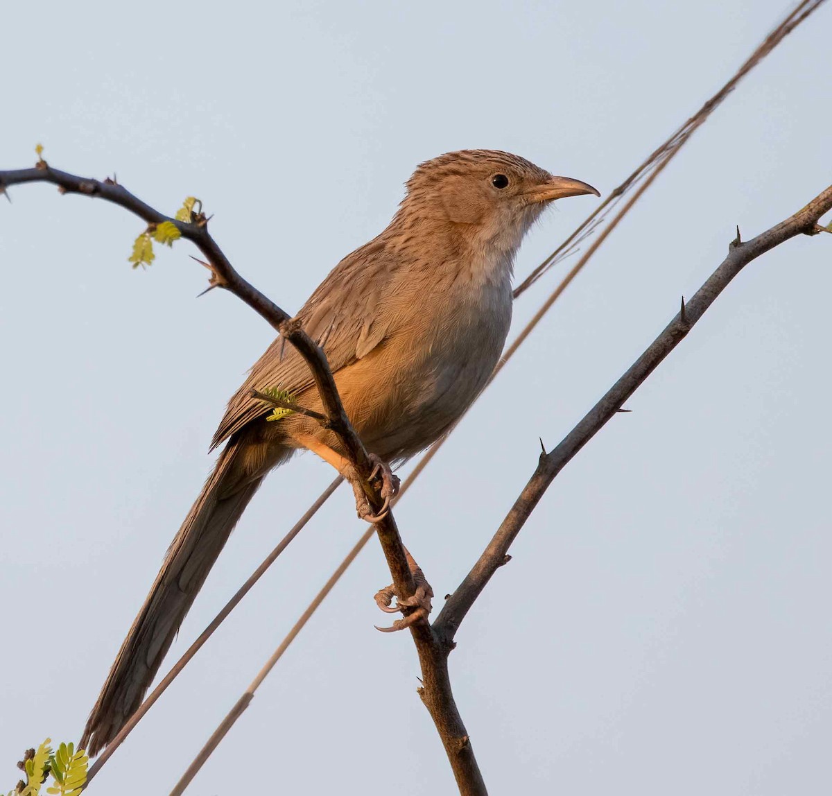 Common Babbler - ML647688624