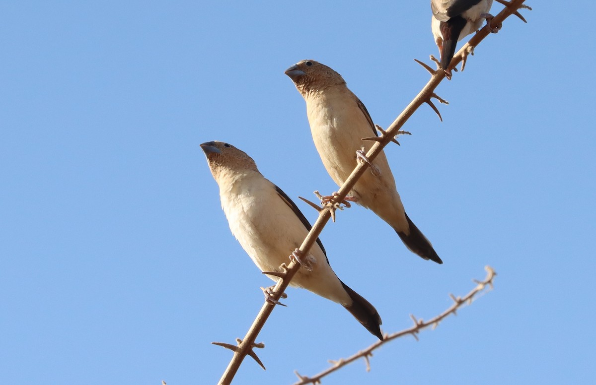 כסוף-מקור אפריקני - ML647688630