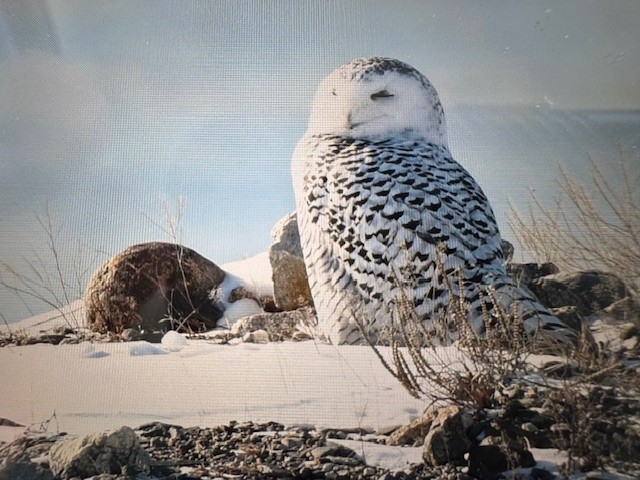 לילית שלג - ML647688633