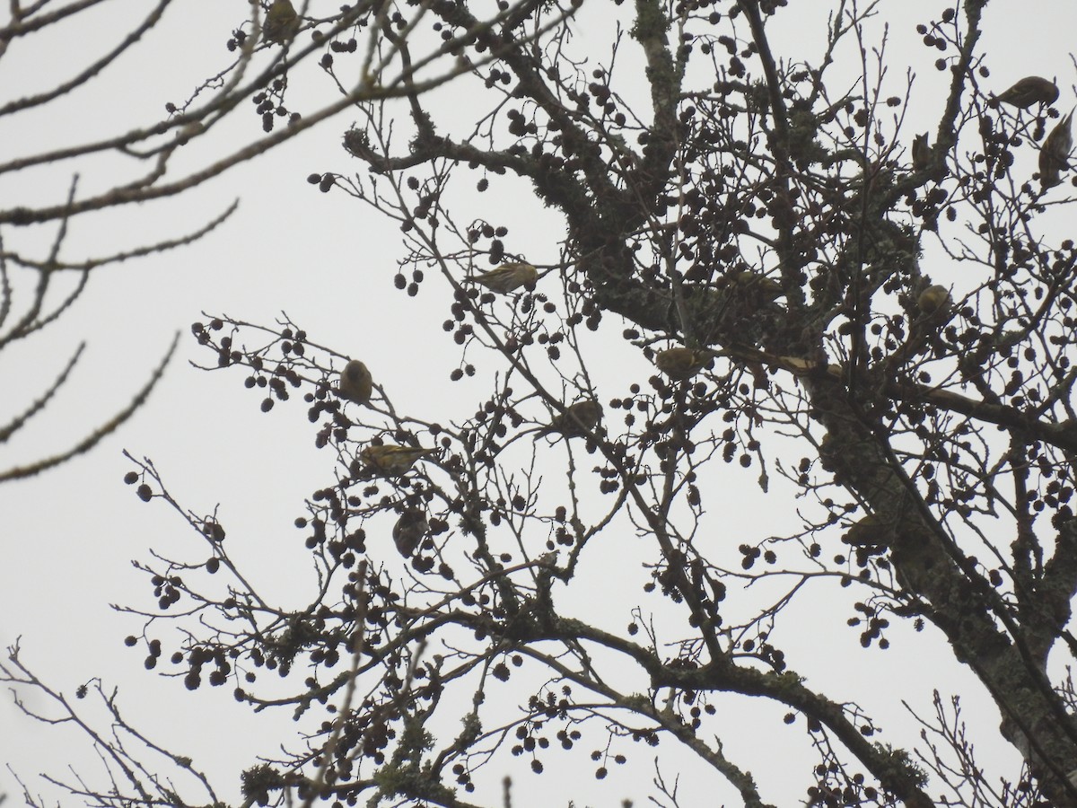 חורפי - ML647688640