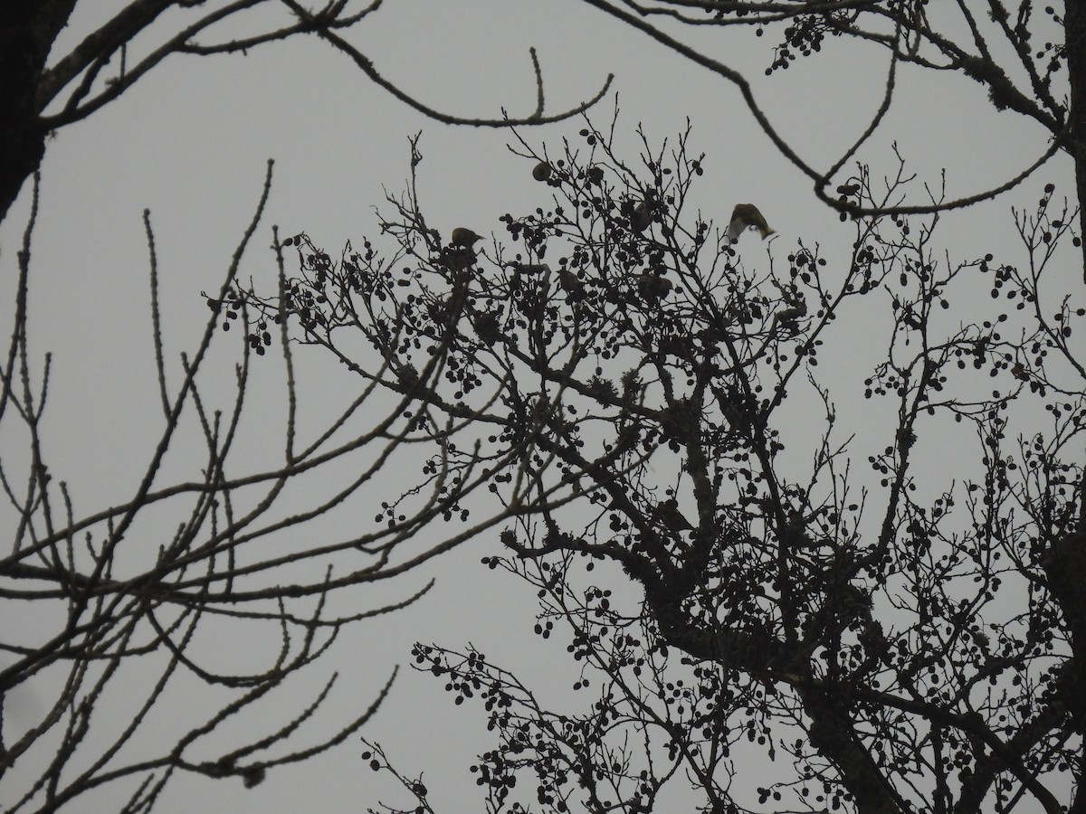 חורפי - ML647688641