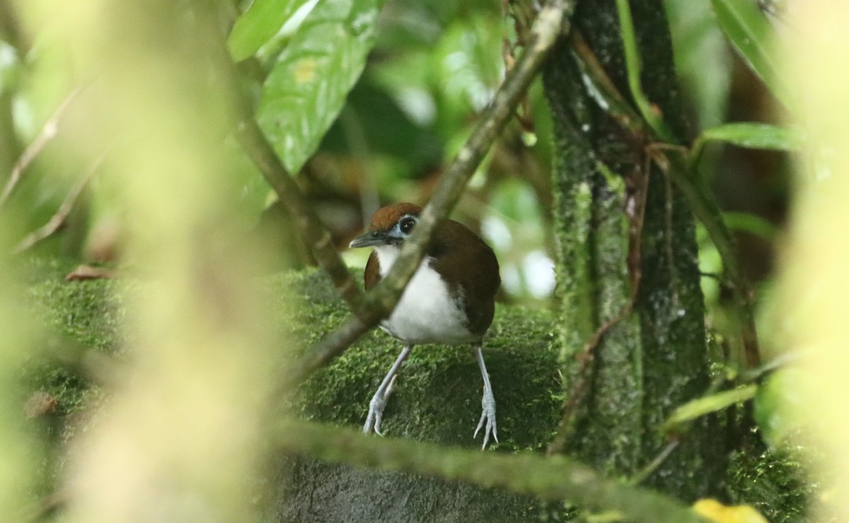 Bicolored Antbird - ML647688648
